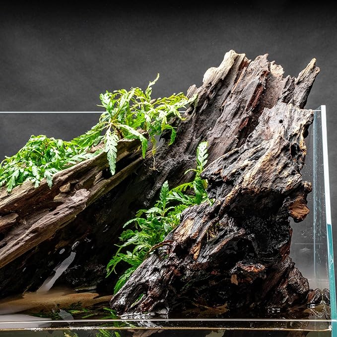 Ultum Nature Systems Driftwood - Dragon Drift Wood for Fish Tank, Planted Tank, Terriarium, Paludarium - Versatile Natural Driftwood Decor, Events Wood Centerpiece - Dragon Wood, X-Large (18-24")
