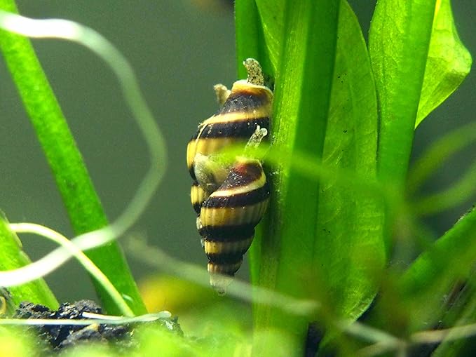 Aquatic Arts 5 Live Assassin Snails/Clea Helena | Snail Remover/Pond Snail Control | Freshwater Aquarium Nano Tank Maintenance