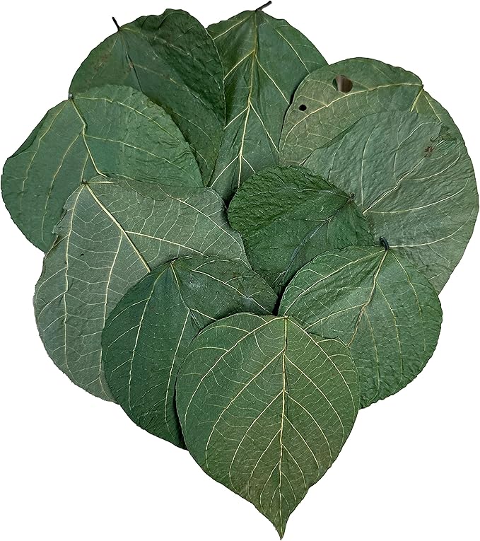 Awesome Aquatic Dadap Leaves Premium Leaf Food for Shrimp Crayfish Crabs Snails Ancistrus and More High Calcium/Protein Levels with Essential Vitamins Minerals Amino Acids Trace Elements (Dadap 10 Pk)