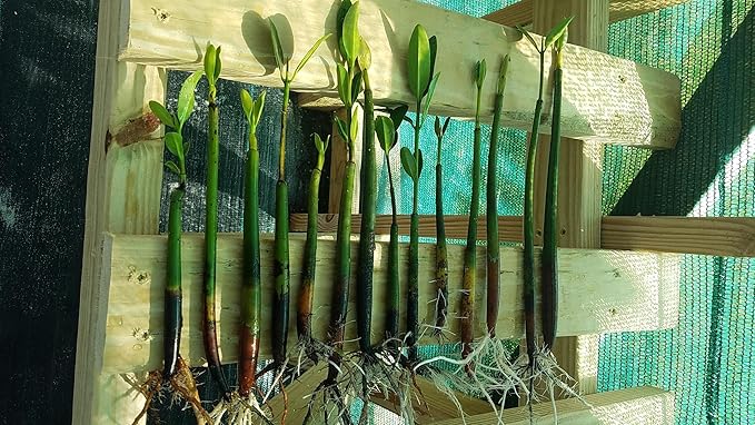 10 RED MANGROVE SEEDLINGS The plants that are pictured are exactly what you will receive, and are only grown by Mangroves and more nursery, not any other seller.