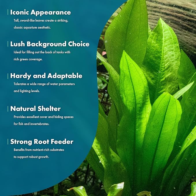 SubstrateSource Amazon Sword Echinodorus Bleheri Live Plant for Freshwater Aquariums, Natural Fish Tank Decorations, and Aquatic Decor (3 Pots (6-9 Plants))