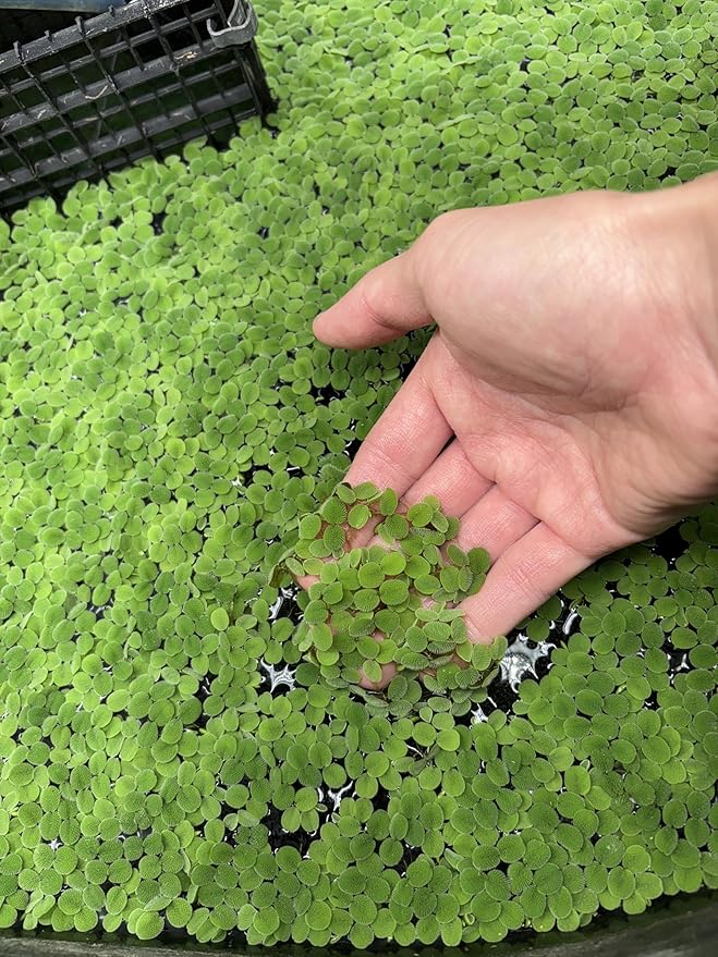 60+ Leaves Water Spangles - Salvinia Minima Floating Live Aquarium Plants