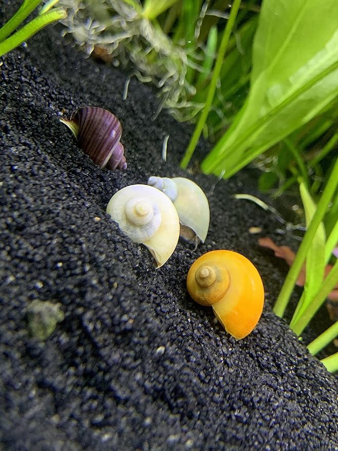 Mystery Snails x4 (Pomacea Bridgesii) Medium Mix Pack - Live Freshwater Snails