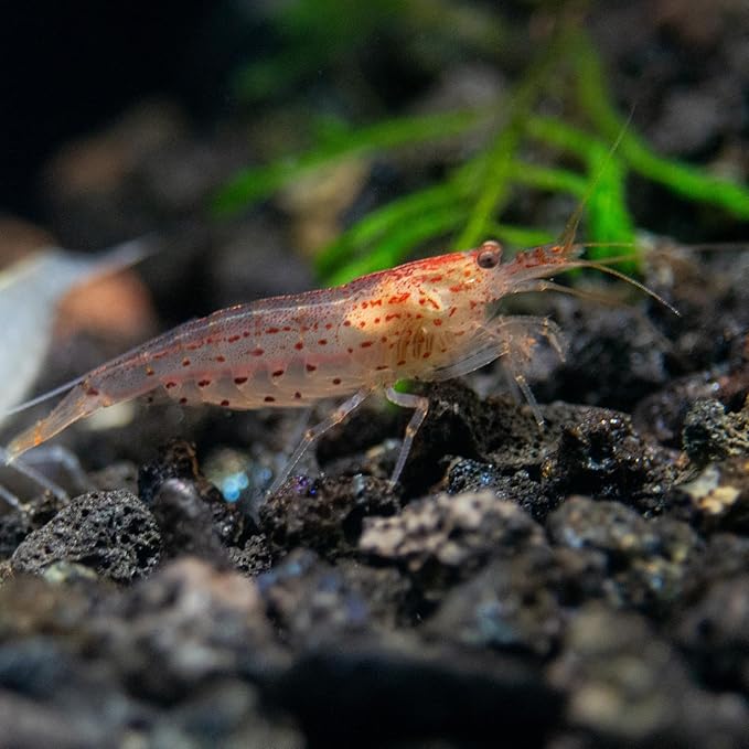 Aquatic Arts Sun Orange Amano Shrimp – Live Freshwater Algae-Eater (Caridina multidentata) | Hardy & Tank-Bred | Peaceful Shrimp for Planted Aquariums | 100% Live Arrival Guarantee (5 Shrimp)