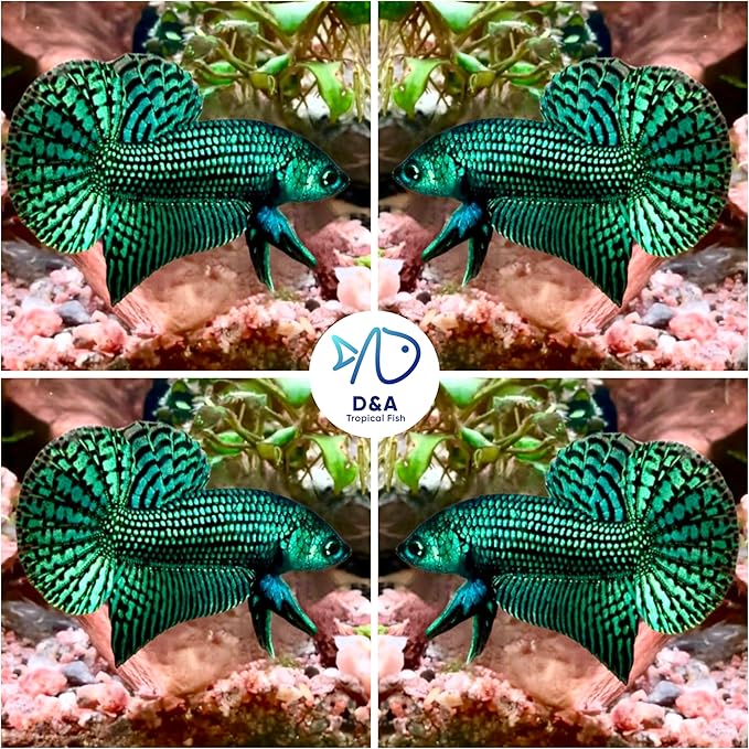 D&A Tropical Live Fish-1 Male Wild Betta Alien Live Fish- Live Betta Fish for Pond, Fish Tank or Aquarium, Live Fish Freshwater (Green Moscow)