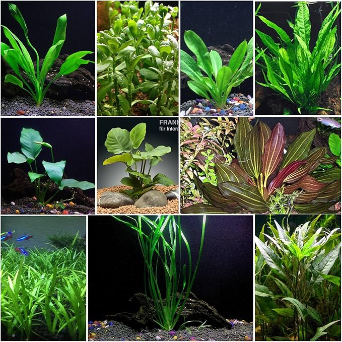 Florida 10 Species Live Aquarium Plants Bundle