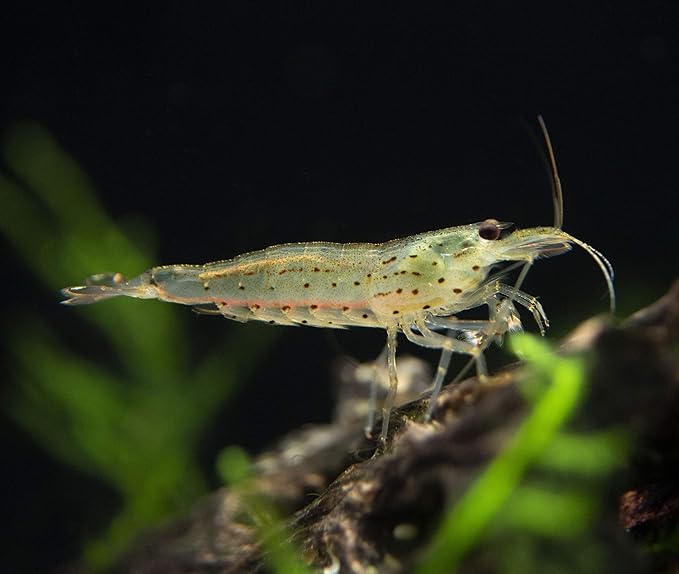 Aquatic Arts 10 Amano Shrimp | Live Freshwater Aquarium Clearer | Real Living Nano Fish Kit | Natural Glass Clearing Dwarf Caridina | Live Shrimp