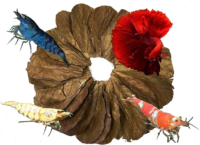Awesome Aquatic Betta & Shrimp Leaves 50 4"-6" Premium Catappa Indian Almond Leaves Natural Habitat Tannin Producing Improves Immunity, Easy to USE