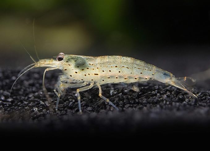 Aquatic Arts 20 Amano Shrimp | Live Freshwater Aquarium Clearer | Real Living Nano Fish Kit | Natural Glass Clearing Dwarf Caridina | Live Shrimp