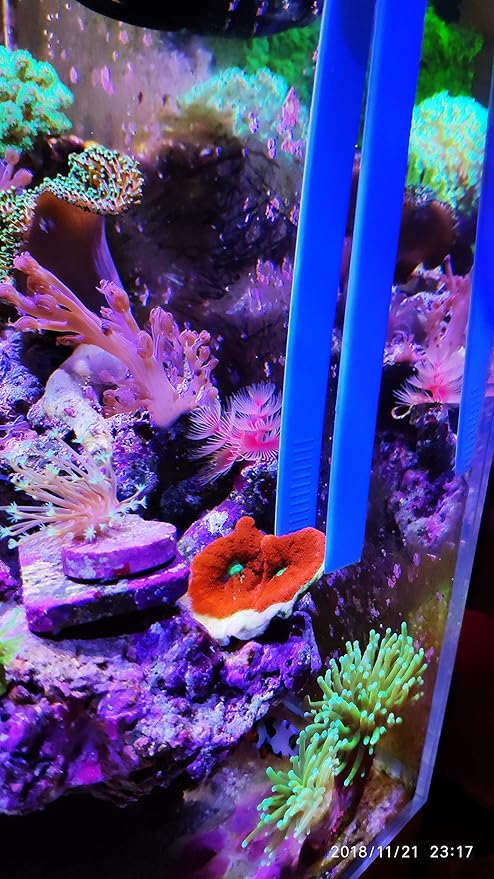Aquarium Choice Coral Feeder Syringe - 11.8 Inch Reef Tweezers, Never Rusts, Fish Excreta Cleaner