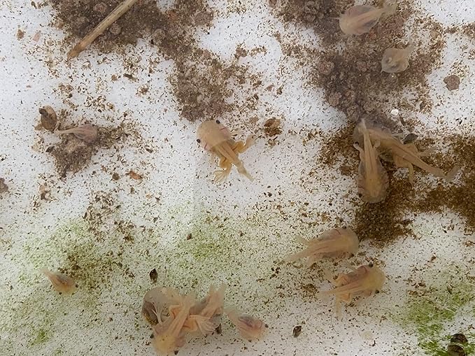 African Aquatic Clawed Frog Soft Bits (Squid & Krill 2.4mm Soft Pellet, 16oz - 1LB)