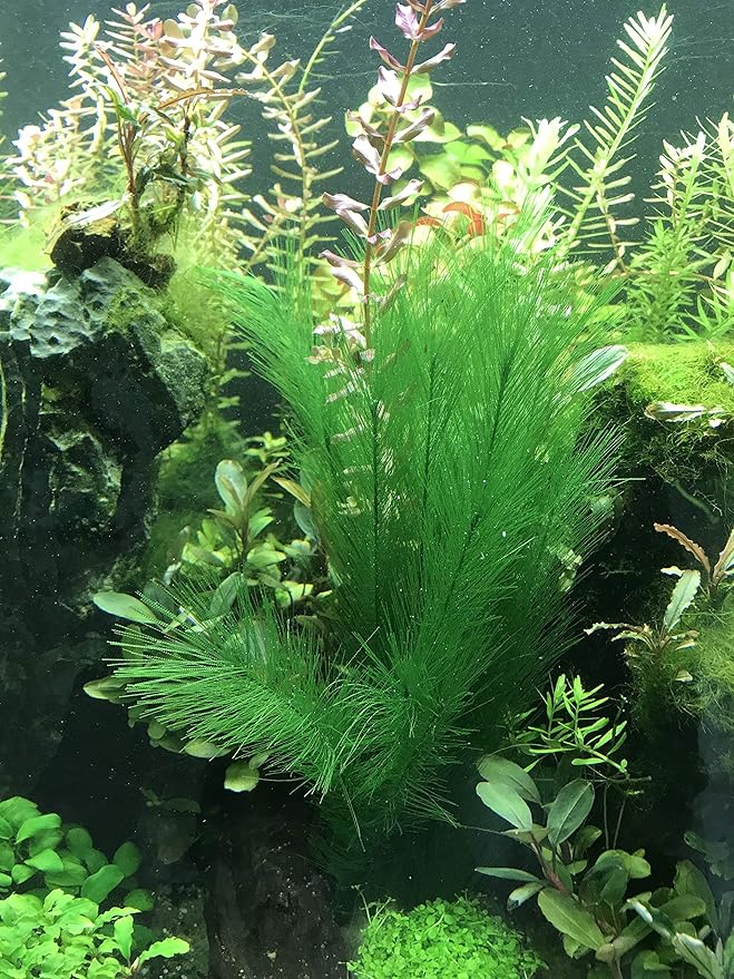 Aquarium Decorations 5Pcs Fish Tank Artificial Green Water Plants Made of Silk Fabrics Plastic