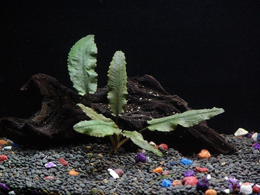 Cryptocoryne Wendtii Bronze - Beginner Tropical Live Aquarium Plant