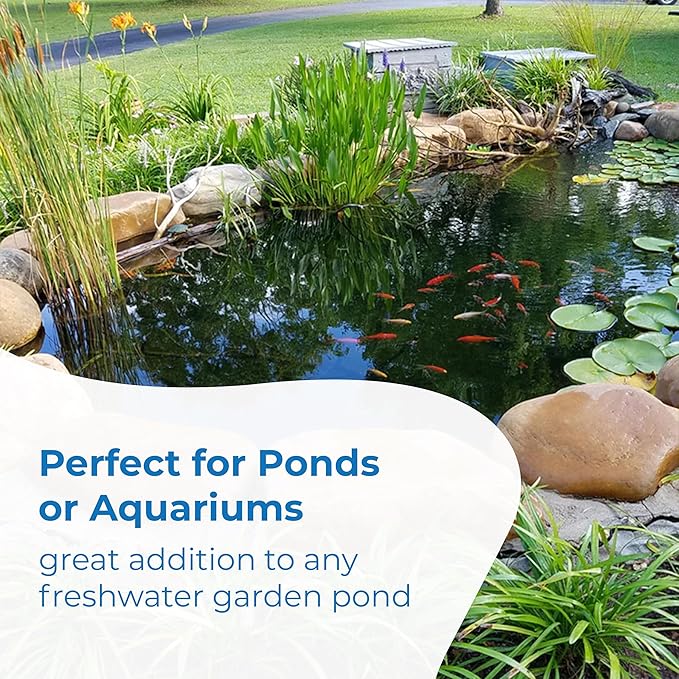 Toledo Goldfish Classic Comet Goldfish: Live Goldfish with a Variety of Sizes for Ponds, Tanks, and Aquariums - 3-4 Inches, 5 Count