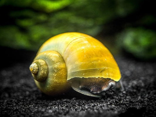 Aquatic Arts 5 Live Olive Jade Mystery Snails Freshwater Aquarium Species | Real Living Glass Fish Tank Clearer | Nano Pets | Natural Decorations, 5-SNAILS