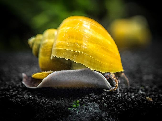 Aquatic Arts 20 Live Olive Jade Mystery Snails | Freshwater Species | Real Living Aquarium Glass Clearer | Nano Tank Decorations