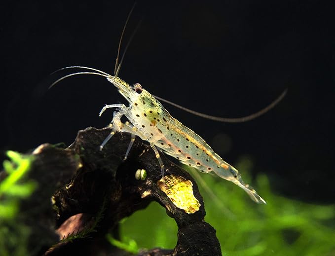 Aquatic Arts 20 Amano Shrimp | Live Freshwater Aquarium Clearer | Real Living Nano Fish Kit | Natural Glass Clearing Dwarf Caridina | Live Shrimp