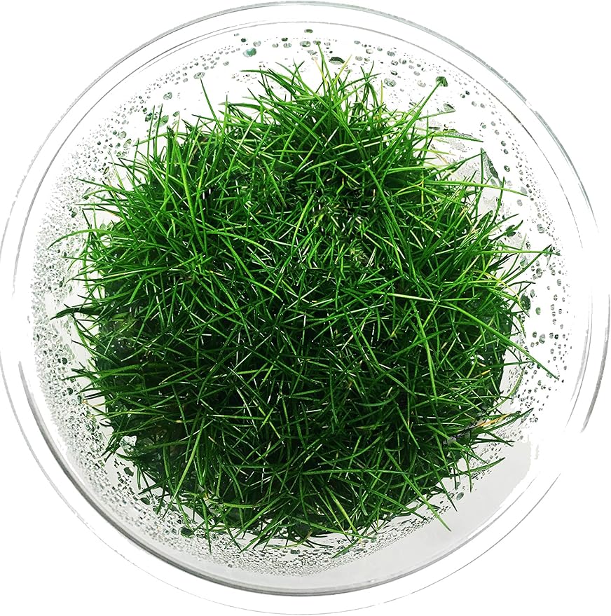 Dwarf Hairgrass Live Aquarium Plants Tissue Culture Cup Freshwater Fish Tank Decorations