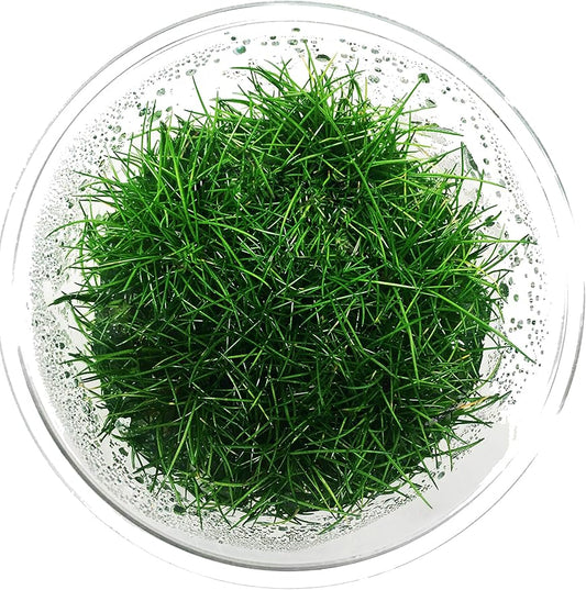 Dwarf Hairgrass Live Aquarium Plants Tissue Culture Cup Freshwater Fish Tank Decorations