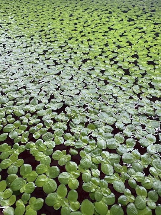60+ Live Giant Duckweed Plants, Spirodela Polyrhiza, Floating Plants for Pond, Aquarium