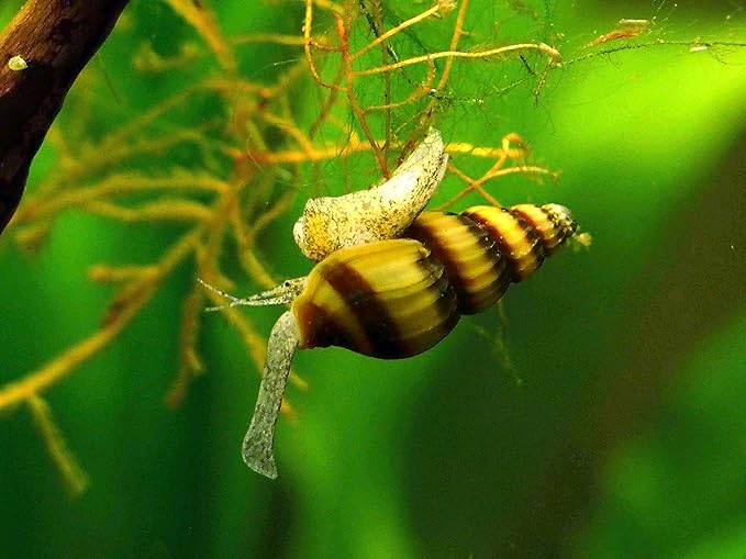 Aquatic Arts 5 Live Assassin Snails/Clea Helena | Snail Remover/Pond Snail Control | Freshwater Aquarium Nano Tank Maintenance