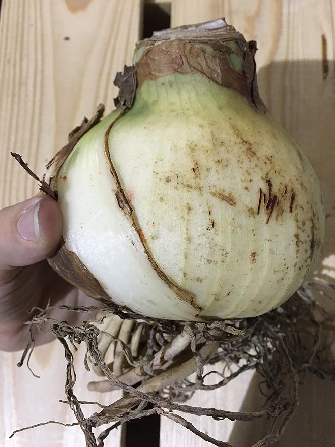 2 Amaryllis Minerva Huge Bulb 28-36cm! Great Holiday Gift! Easy Grow Bulbs!
