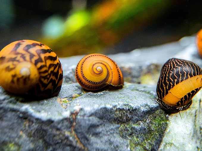 Aquatic Arts 1 Gold Racer Nerite Snail | Nano Aquarium Gravel Clearer/Filter | Freshwater Invertebrate/Fish Tank Decorations