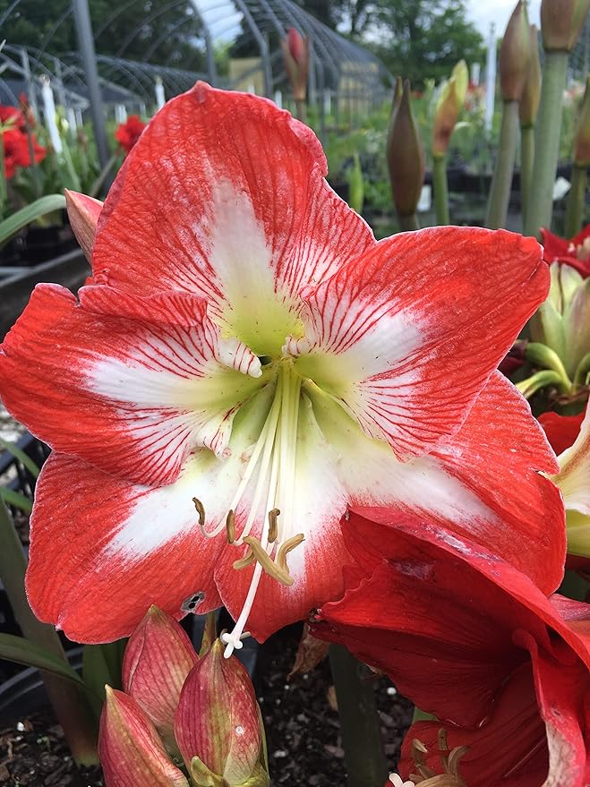 2 Amaryllis Minerva Huge Bulb 28-36cm! Great Holiday Gift! Easy Grow Bulbs!