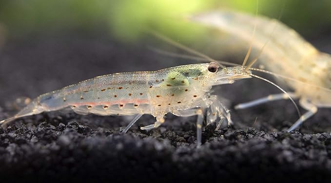 Aquatic Arts 20 Amano Shrimp | Live Freshwater Aquarium Clearer | Real Living Nano Fish Kit | Natural Glass Clearing Dwarf Caridina | Live Shrimp