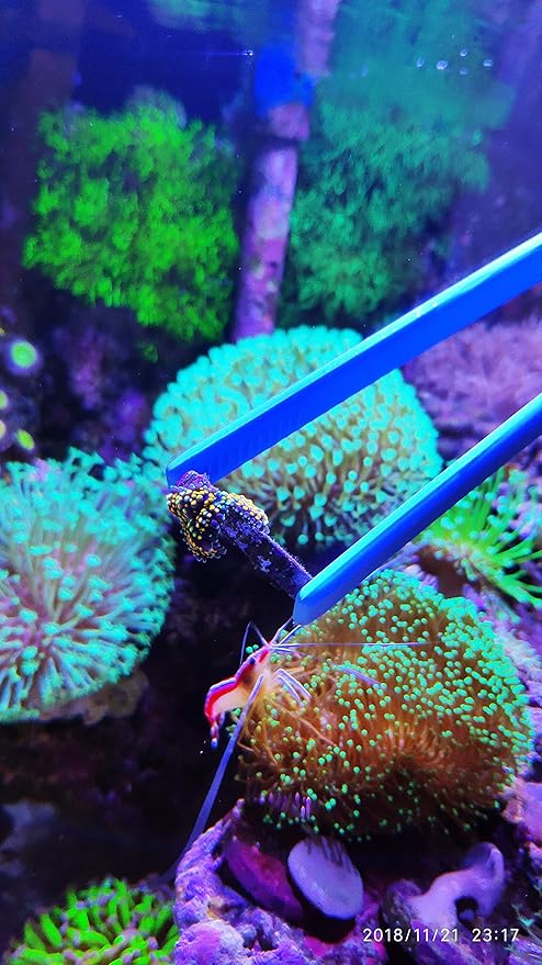 Aquarium Choice Coral Feeder Syringe - 11.8 Inch Reef Tweezers, Never Rusts, Fish Excreta Cleaner