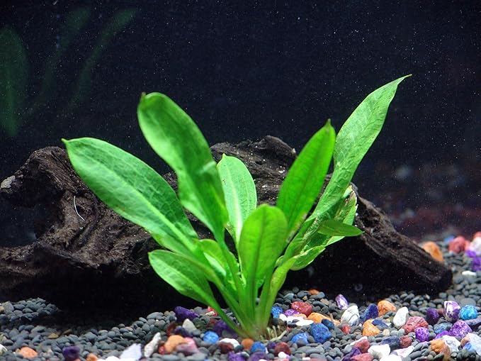 Rosette Sword - Echinodorus parviflorus - Beginner Tropical Live Aquarium Plant