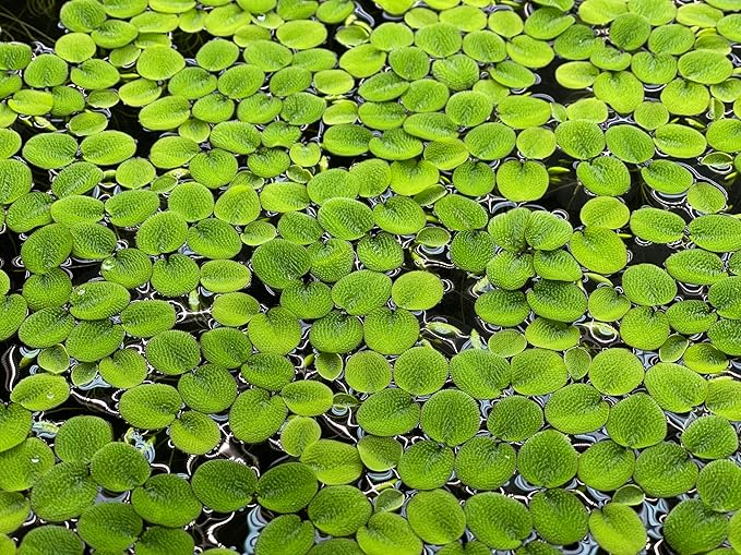 Water Spangle, Salvinia Minima, Live Aquarium/Aquatic/Freshwater/Floating/Pond Plant/Planted Tank/Aquascaping/Paludarium by Aquarium Plant Center (24 Plants, 120+ Leaves)
