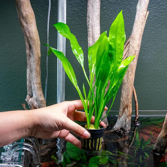 SubstrateSource Amazon Sword Echinodorus Bleheri Live Plant for Freshwater Aquariums, Natural Fish Tank Decorations, and Aquatic Decor (3 Pots (6-9 Plants))
