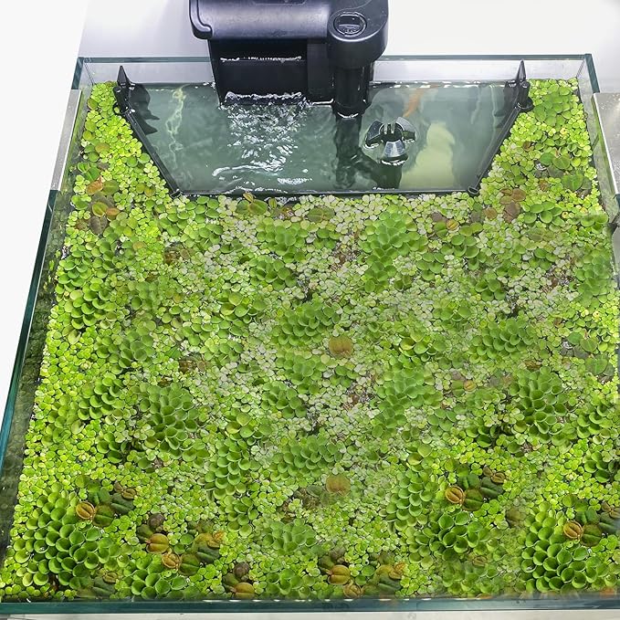 Floating Plant Corral for Aquarium, Fish Tank Accessories to Separate Floating Plants, Automatically Adjusts Height with Water Level, Suitable for All Floating Plants and All Aquariums (Style 1)