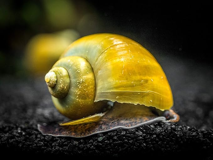 Aquatic Arts 20 Live Olive Jade Mystery Snails | Freshwater Species | Real Living Aquarium Glass Clearer | Nano Tank Decorations