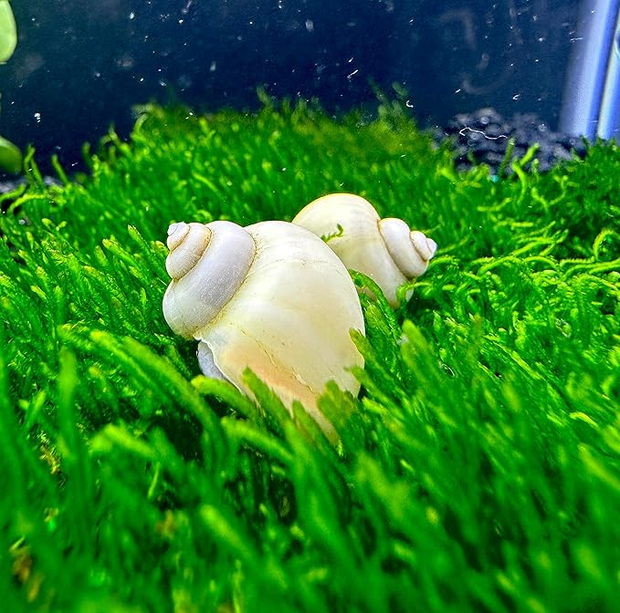 Mystery Snails 3 Pack (Pomacea Bridgesii) Large Mix Colors - Live Aquarium Freshwater Snails