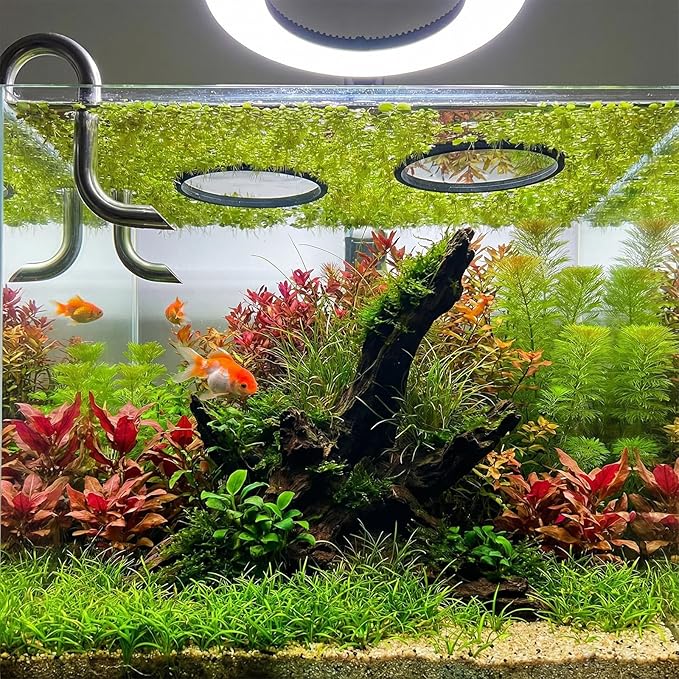 10Pcs Fish Feeding Ring for Fish Tank 5 Sizes Aquarium Floating Plant Barrier Round Floating Plant Corral Aquarium Accessories for Fishes Tank Floatings Plants
