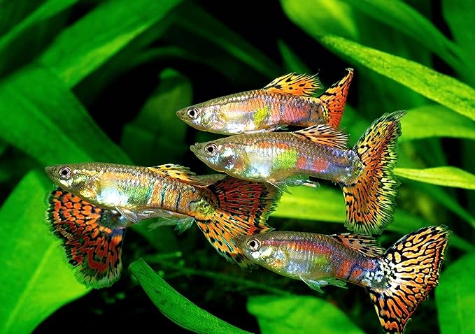 Ultra Guppy Micro Bit Mix Fish Food - Guppy,Endlers,Most Small Fish,Spirulina A320 (6oz)