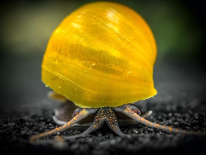 Aquatic Arts 20 Live Olive Jade Mystery Snails | Freshwater Species | Real Living Aquarium Glass Clearer | Nano Tank Decorations