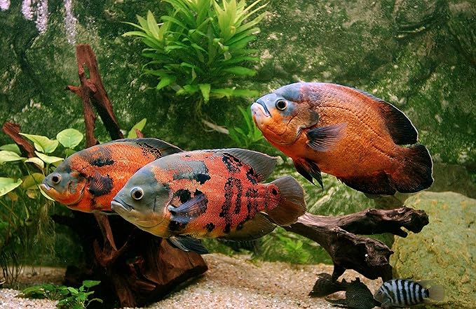 Large Floating PELLETS 6.5mm with Krill & SPIRULINA for Koi,Oscar,Pond Fish,Cichlids,A15 (4oz)