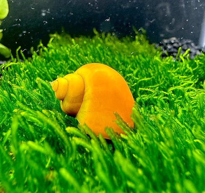 Mystery Snails 3 Pack (Pomacea Bridgesii) Large Mix Colors - Live Aquarium Freshwater Snails
