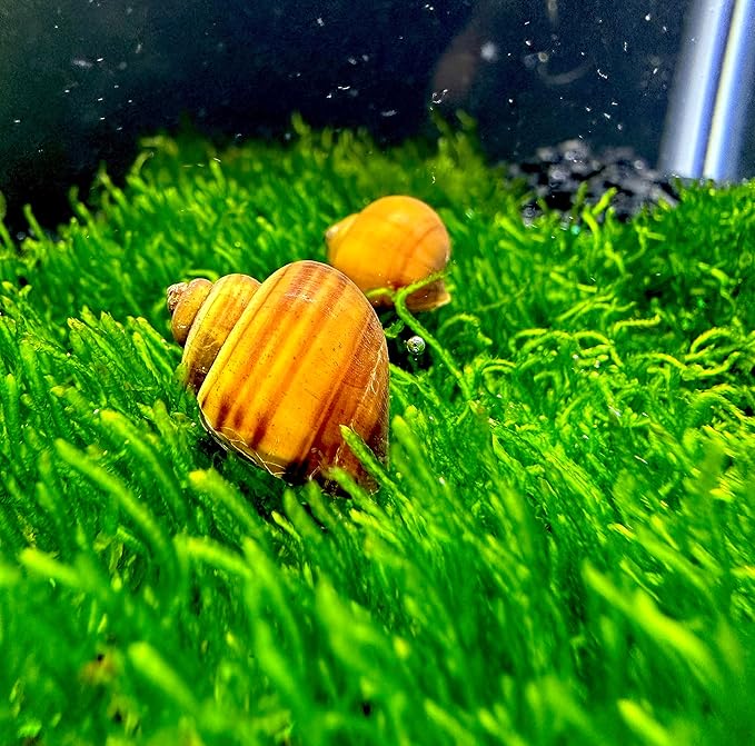 Mystery Snails 3 Pack (Pomacea Bridgesii) Large Mix Colors - Live Aquarium Freshwater Snails