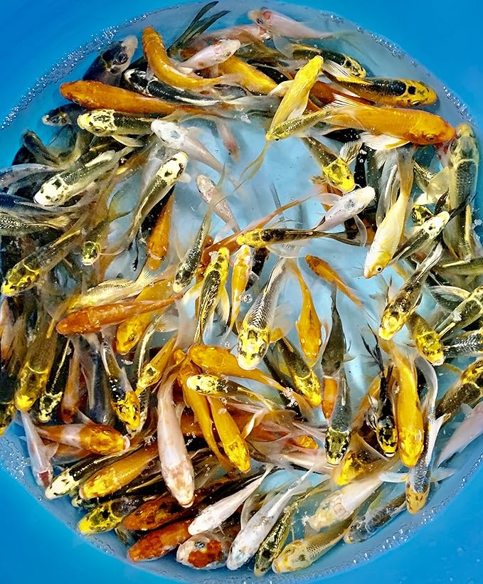 14-Lot Assorted 2”-4” live koi Standard fin Live fish mixed lot koi pkf