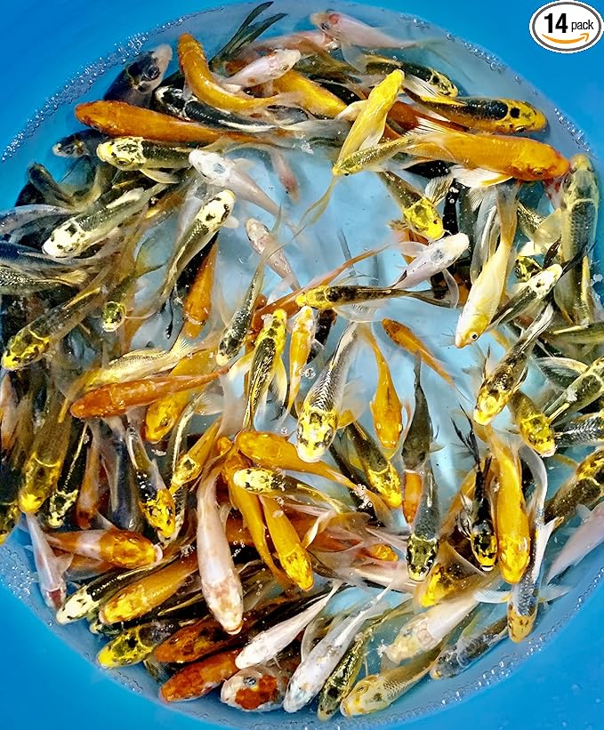 14-Lot Assorted 2”-4” live koi Standard fin Live fish mixed lot koi pkf