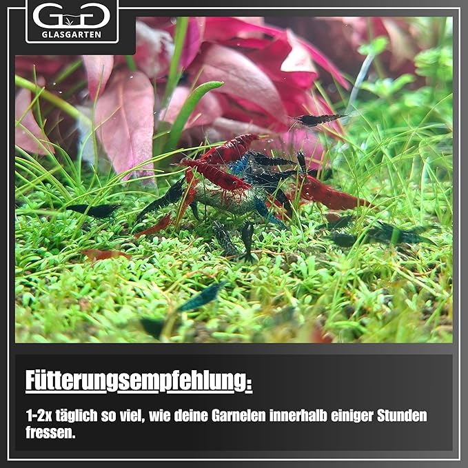 GlasGarten Shrimp Dinner Pads 2 (70g)