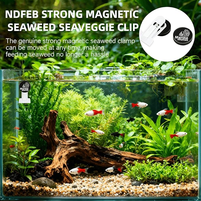 Magnetic Seaweed Feeding Clip for Saltwater Aquarium, Automatic Fish Feeder with Algae Magnet Clip, Glass Tank Accessory for Aquatic Pets, Up to 15mm Glass Thickness