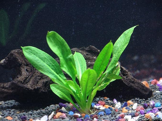 Rosette Sword - Echinodorus parviflorus - Beginner Tropical Live Aquarium Plant