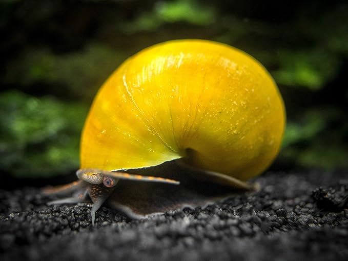 Aquatic Arts 10 Live Olive Jade Mystery Snails | Freshwater Aquarium Species | Safe in Tetra | Guppy | Betta Fish Tanks | Substrate Clearing