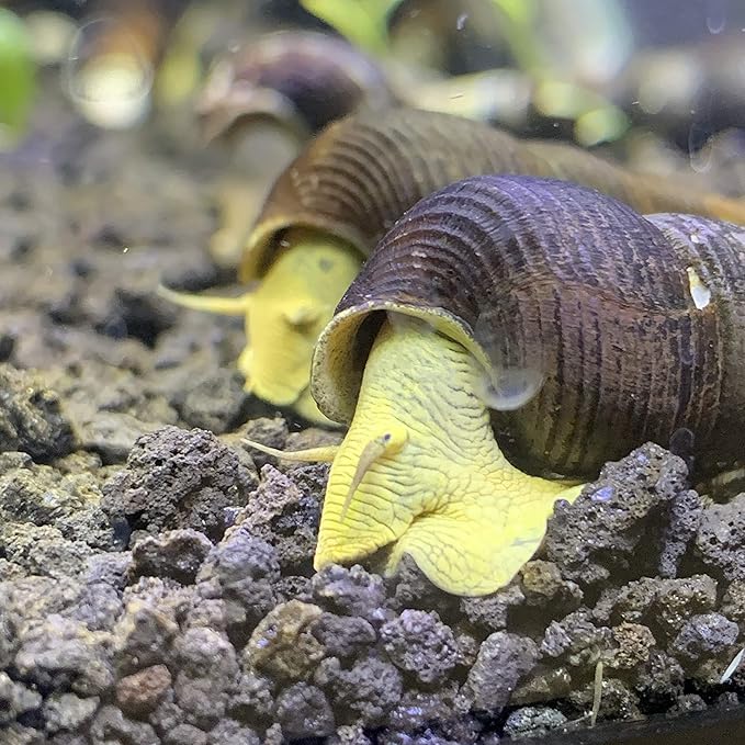Generic Yellow Sulawesi Rabbit Snails x2 (Big) (Tylomelania Sarasinorum) - Sulawesi Freshwater Snail