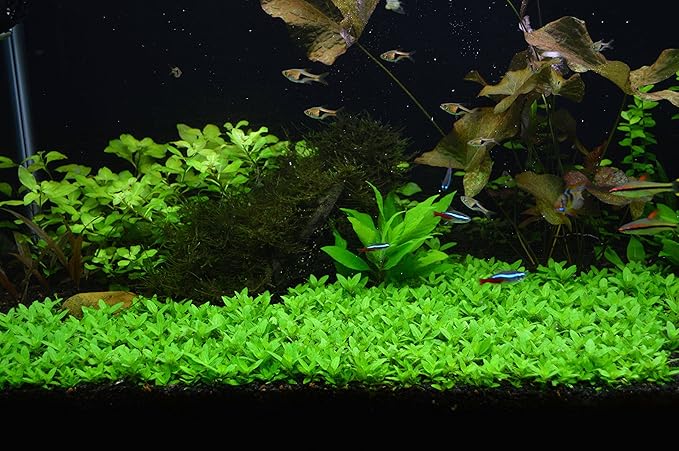 Staurogyne Repens Tissue Cultured - Foreground Aquarium Plant